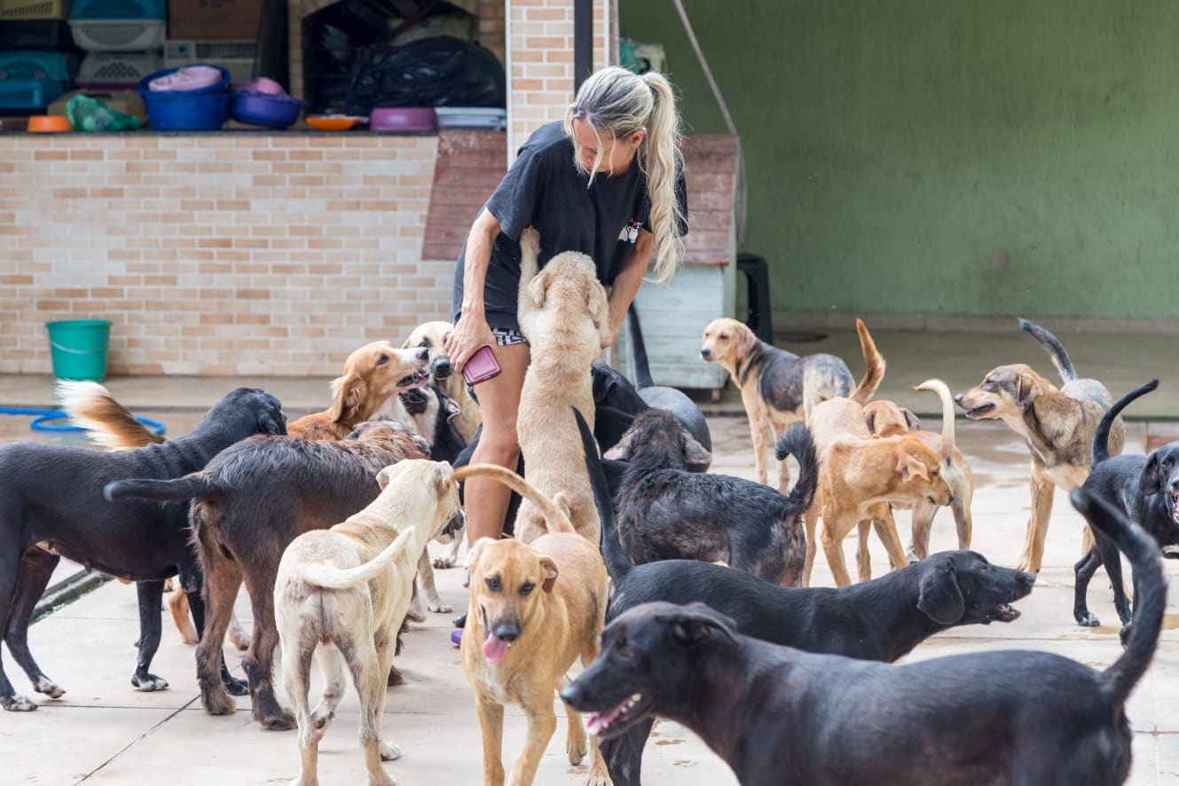 Voluntaria de protectora de animales con perros rescatados abandonados pidiendo donación